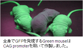 全身でGFPを発現するGreen mouseはCAG promoterを用いて作製しました。